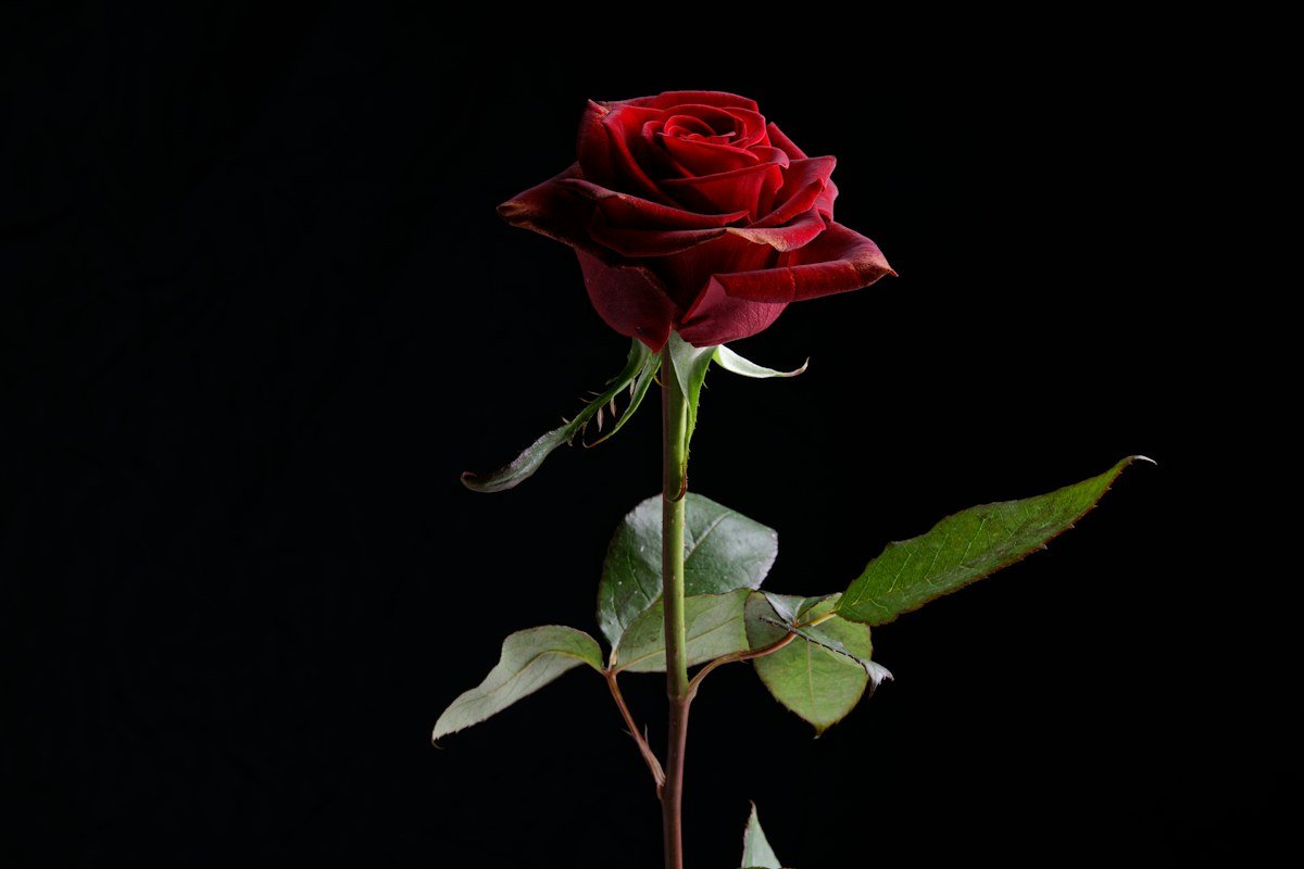Red rose suggesting the darker side of desire in supernatural horror