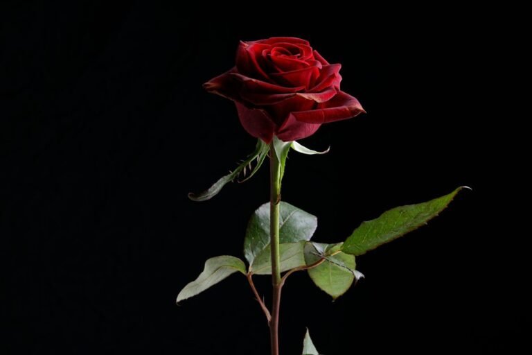 A red rose against a dark backdrop symbolises a romantic wish turning into obsession